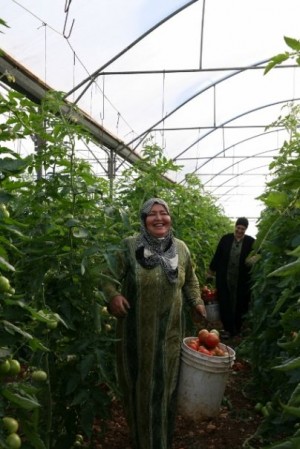 ▲トマト農場で働くマハ――2011年12月、ジェニン
